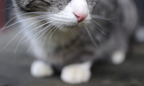 篮球场馆环境友好型设计获得推广，特色篮球场设计