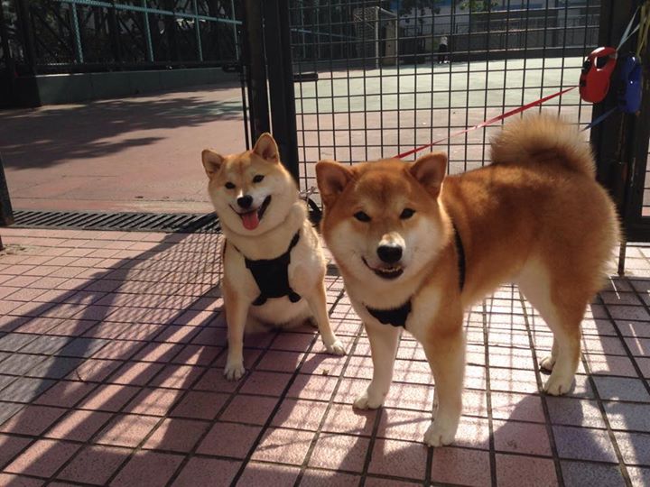 爱游戏官方入口-英格兰金牌梦碎夜，泪洒巴黎，英格兰队员摘奖牌