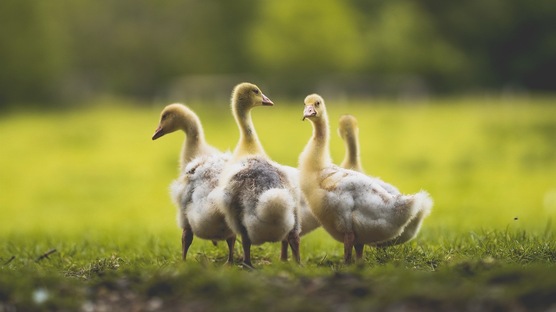 英格兰金牌梦碎夜，泪洒巴黎，英格兰队员摘奖牌