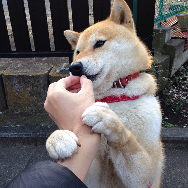 爱游戏游戏平台-获得赛季MVP提名的库里，几场比赛中连续投中关键三分带队取胜！，库里带队13连胜mvp不升反降