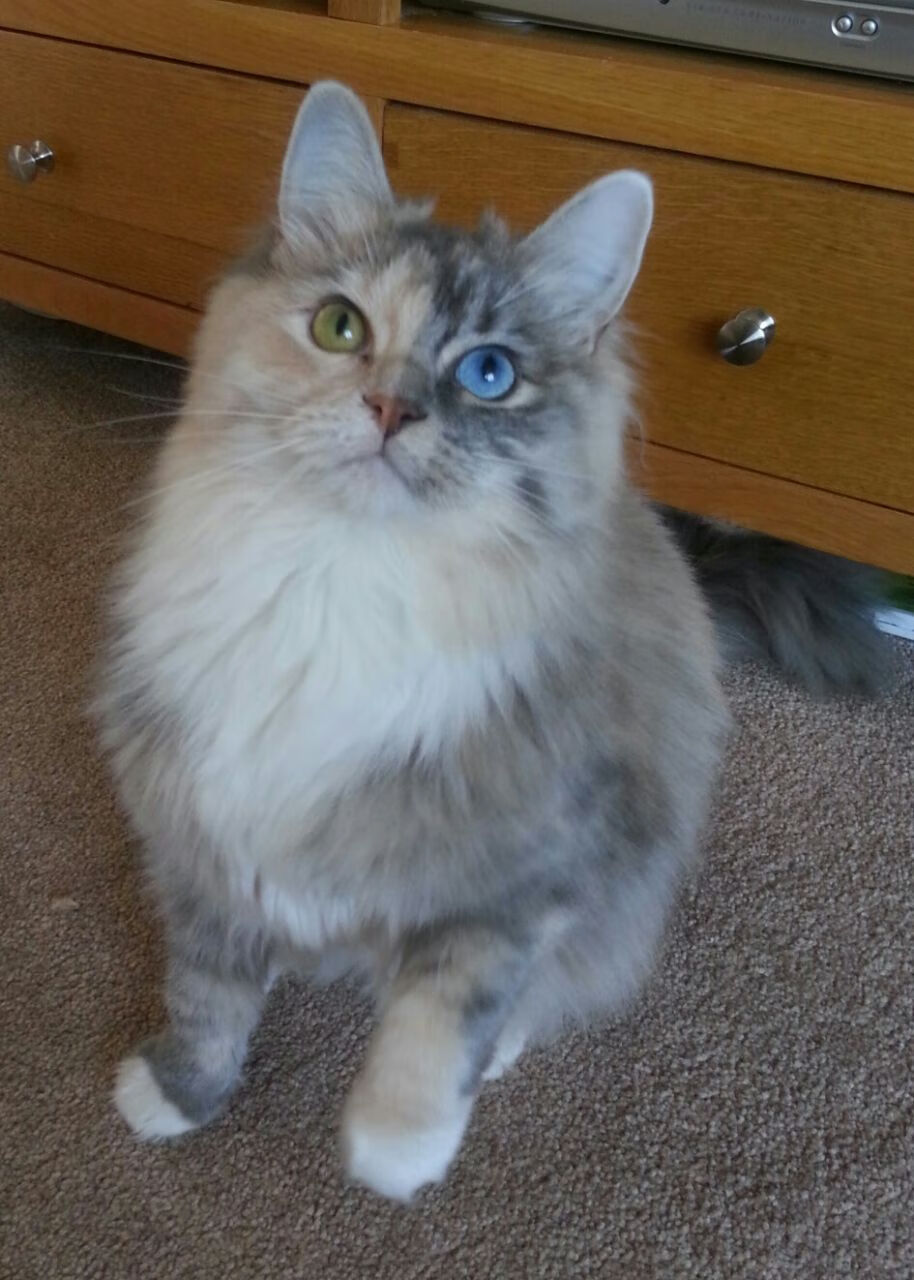 车坛英雄:永恒的偶像传奇,车坛车谈