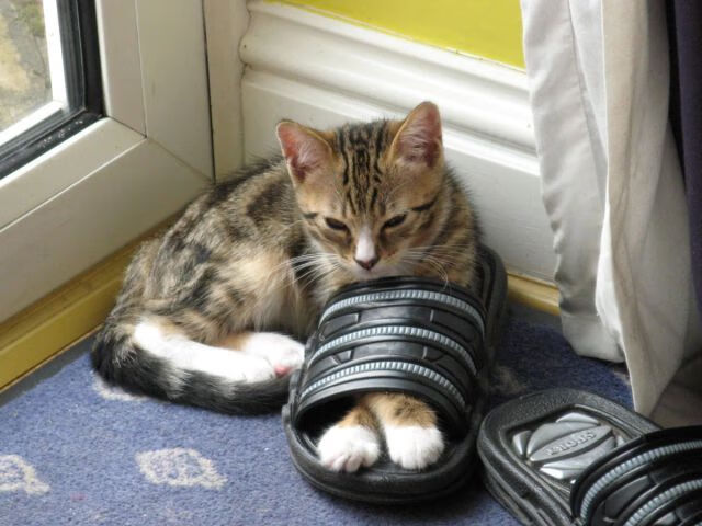 北美CS_GO战队再创世界纪录，美国的csgo战队