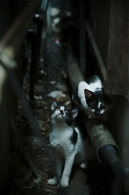 塞维利亚主场大捷，实现全面胜利，塞维利亚球场