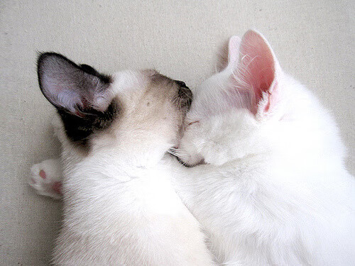 射手精彩进球助力球队晋级杯赛,射手比赛