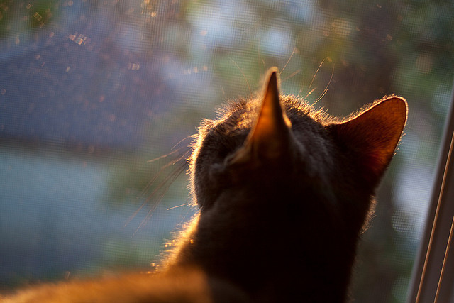 爱游戏体育-帕尔梅拉斯连续获胜保持冲击力，帕尔梅拉斯vs河床