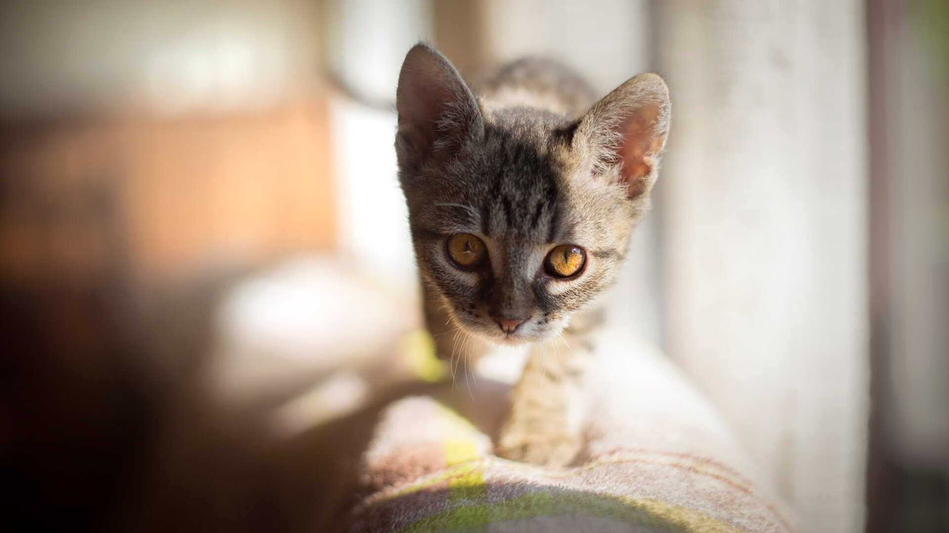 全国篮球联赛深圳队莞深德比告捷，东莞对深圳的篮球比赛