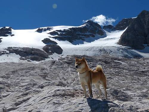 埃及队未来目标:通过全球化战略提升本土影响力,几乎埃及所有球迷